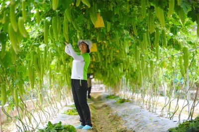 廣西農(nóng)業(yè)科學(xué)院蔬菜所黃如葵 | 同行里的“行家里手”，亦是蔬菜界里的“女科學(xué)家”